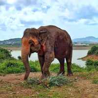 Visiting an Ethical Elephant Sanctuary in Phuket, Thailand